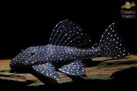 Pleco L240 size 4