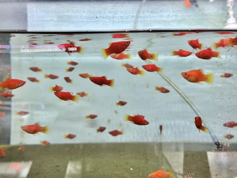 Cá mún hạt lựu