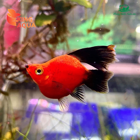 Mún Wang short ( kì cao )