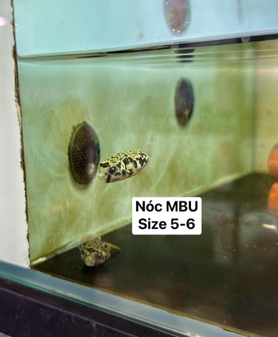 Cá Nóc vua MBU size 5-6