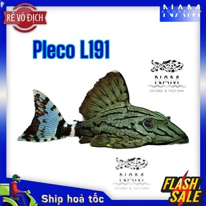 L191