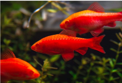 Diếc Anh Đào Albino