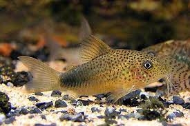 Chuột Similis size 3+cm