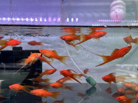 Cá song kiếm mắt đen