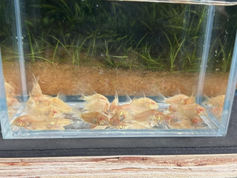 Chuột Stebai Abino size cối