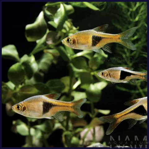 Tam giác vua hoang dã