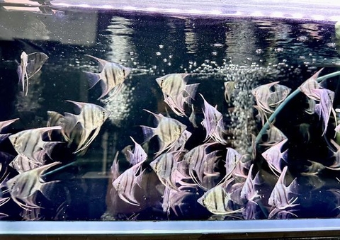 Thần tiên 3 vạch