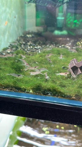 Yamato nhỡ