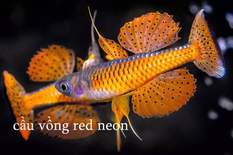 Cầu vồng red neon
