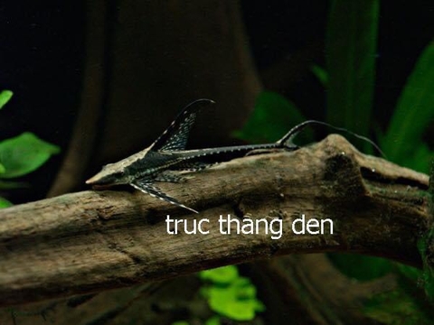 TRỰC THĂNG SIZE  8-9CM ăn rêu