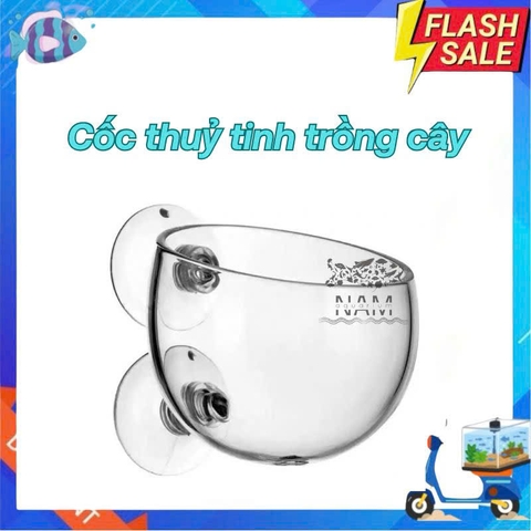 Cốc Trồng Cây thuỷ tinh nhỏ