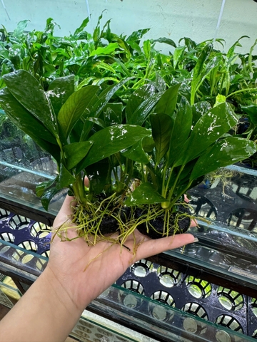 Cây ráy lá dài giá thể