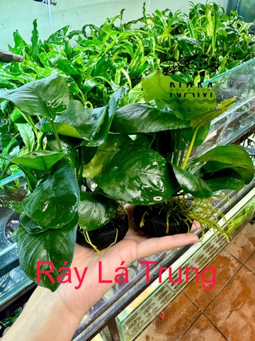 Ráy Lá Trung giá thể