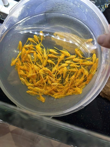 Longfin gold 24k size 5+