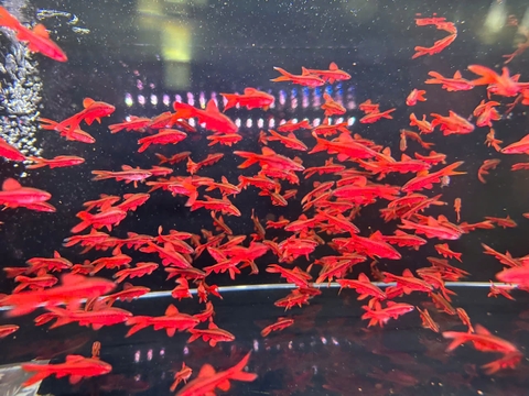 Diếc anh đào sz cối