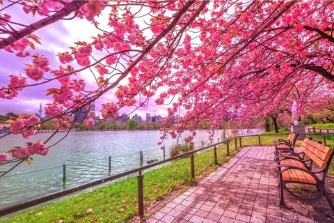 Ngắm Hoa Anh Đào 2025