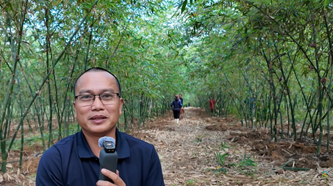 Giá trị của cây măng lục trúc