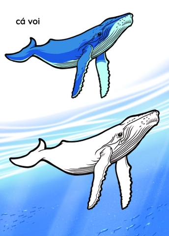 Nào mình cùng tô màu nhé ! - Đại dương