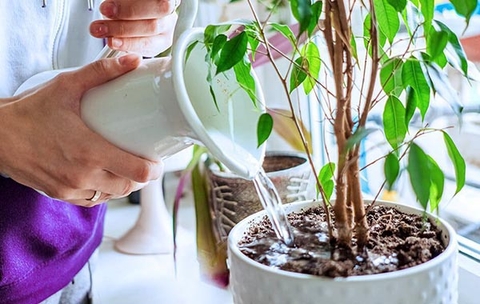 Những Lỗi Thường Gặp Khi Chăm Sóc Cây Cảnh Sau Tết Và Cách Khắc Phục