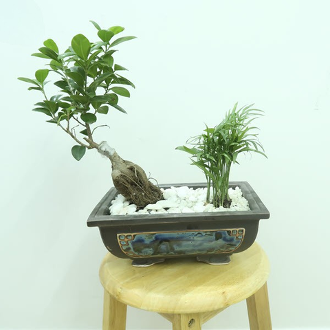 Cây Da Bonsai