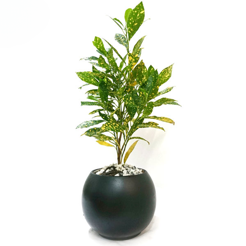 Cây Cô Tòng Lá Đốm