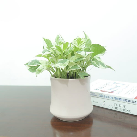 Cây Trầu Bà Cẩm Thạch