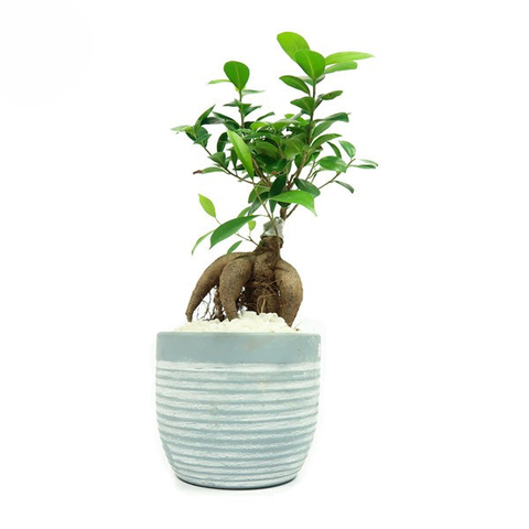 Cây Da Bonsai