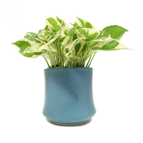 Cây Trầu Bà Cẩm Thạch