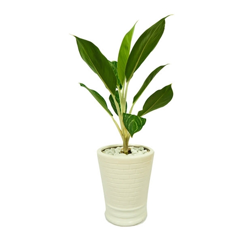 Cây bạch mã hoàng tử nội thất