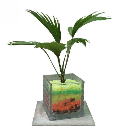 Cây cọ nhật để bàn
