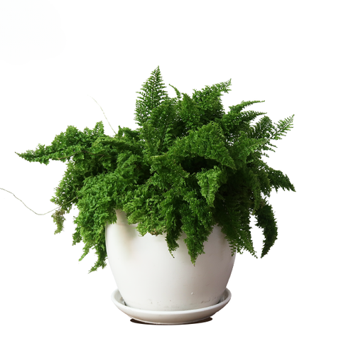Cây dương xỉ nhún