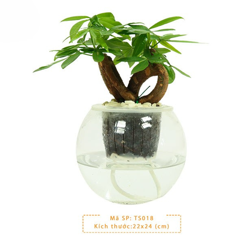 Cây Kim Ngân Tim thuỷ sinh