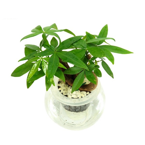 Cây Kim Ngân Tim thuỷ sinh
