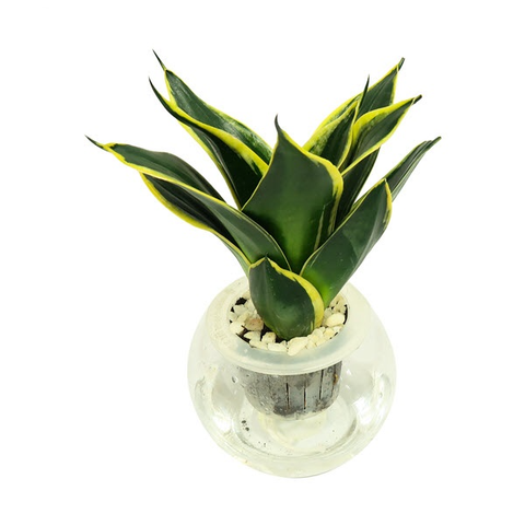 Cây Lưỡi Hổ Thái thuỷ sinh
