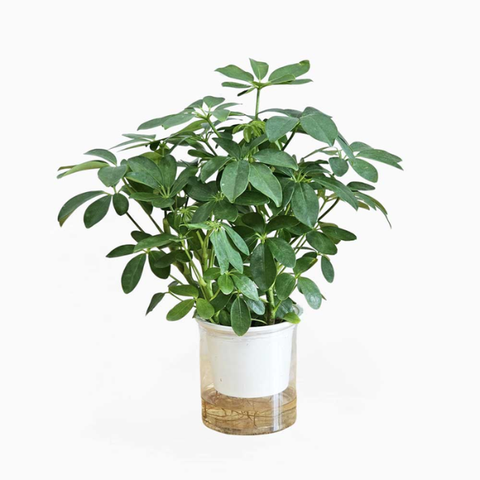 Cây Ngũ Gia Bì Xanh thuỷ sinh