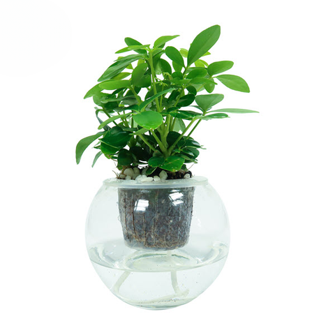 Cây Ngũ Gia Bì Xanh thuỷ sinh