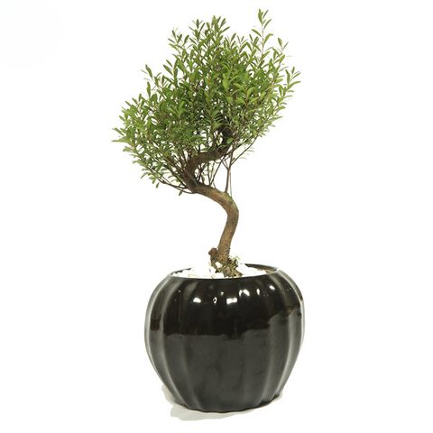 Cây Nhất Chi Mai