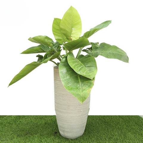 Cây Trầu Bà Đế Vương Xanh nội thất