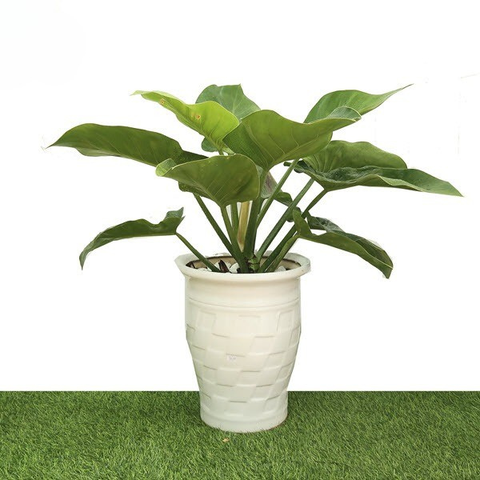 Cây Trầu Bà Đế Vương Xanh nội thất