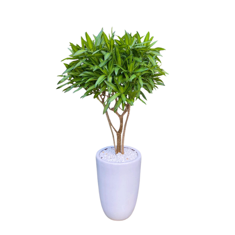 Cây Trúc Bách Hợp