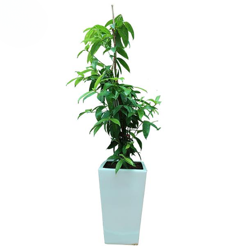 Cây Trúc Nhật Phú Quý nội thất