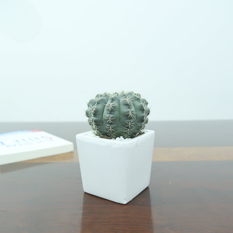 Cây Xương Rồng Thần Long