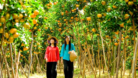 ĐỒNG THÁP - LÀNG HOA SA ĐÉC - HAPPY LAND HÙNG THY - CHÙA LÁ SEN - VƯỜN QUÝT LAI VUNG | 1 NGÀY
