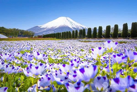 Nhật Bản: Tokyo – Công viên Disneyland - Vịnh Odaiba – Núi Phú Sĩ - Nagoya - Kobe - Osaka | Thưởng thức bò Kobe & Trải nghiệm Shinkansen