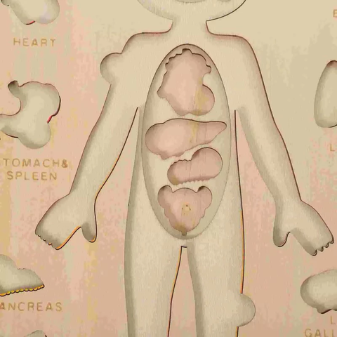 Montessori Đồ Chơi Gỗ Ghép Hình Trò Chơi Giải Phẫu Cơ Thể Con Người Human Body Structure Puzzle