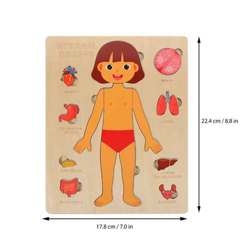 Montessori Đồ Chơi Gỗ Ghép Hình Trò Chơi Giải Phẫu Cơ Thể Con Người Human Body Structure Puzzle