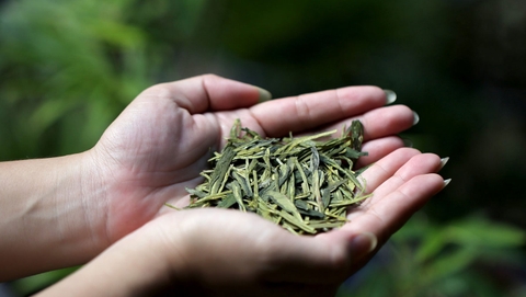 5 Lý Do Khiến Trà Ngon Thường Được Xem Là Khó Tiếp Cận