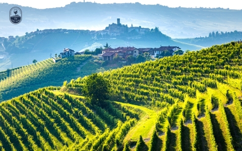 Rượu vang Chile giá bao nhiêu? Bảng giá theo thương hiệu và dòng rượu