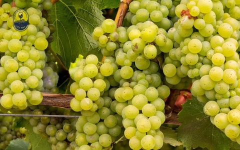 20+ Giống nho làm rượu vang ngon nhất hiện nay