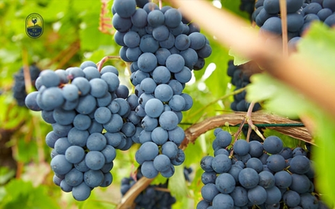 Top 10+ loại rượu vang làm từ nho Pinot Noir đáng thử nhất hiện nay